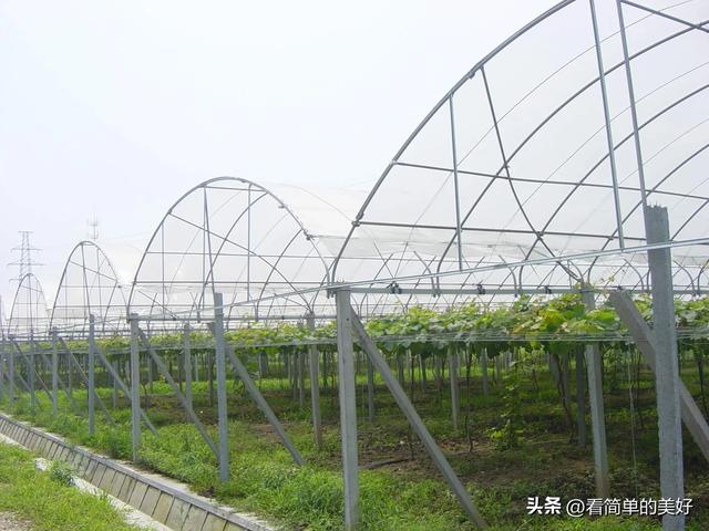 在农村葡萄大棚种植如何栽培和提高产量