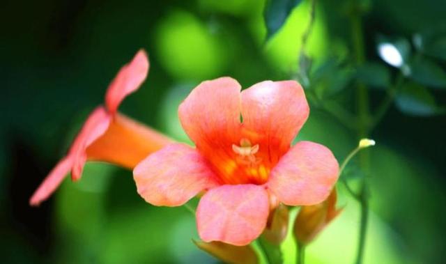 要种植凌霄花，需“志比天高”。学习好的方法种起来并不困难