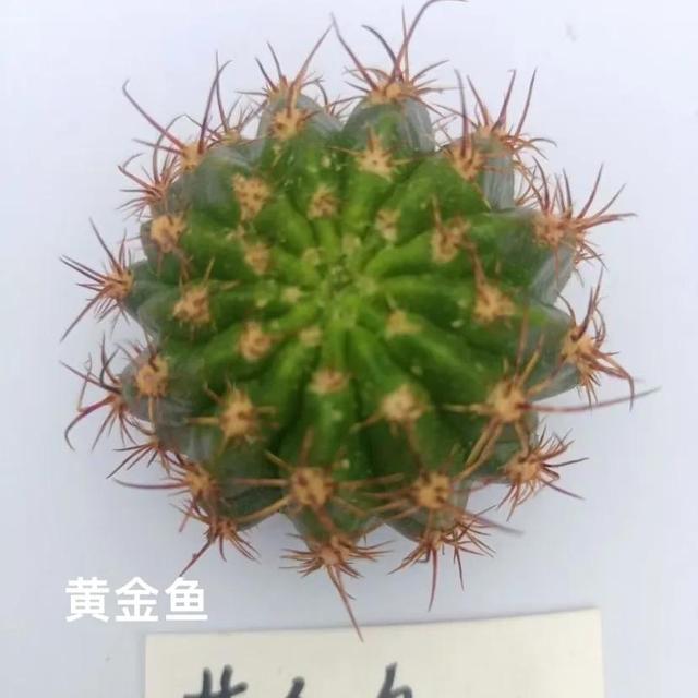 买球不踩坑—仙人球直播踩坑记