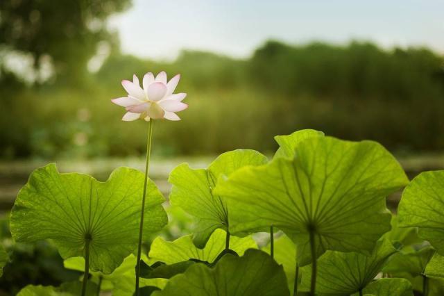 夏天养“莲花”应该这样养，做好“这几步”，莲花开满一个水缸