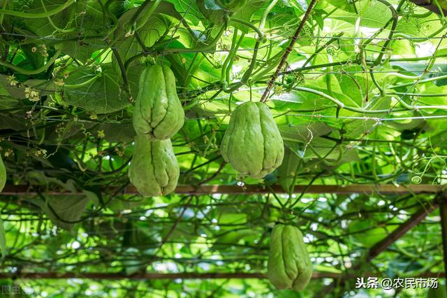 佛手瓜栽培技术，简单种植收获高，来看看种植技术