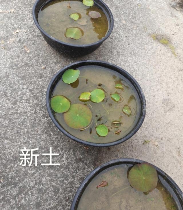 养碗莲，就做到“3点”，花苞多花色艳花瓣大，夏天开花太漂亮了