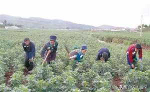 附子种植视频(附子种植，一亩两万多，收入稳定，家里地少也能种)