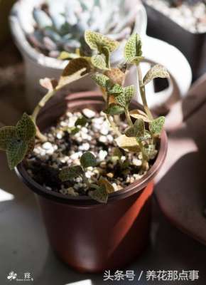 北方种植金线莲(这种植物一斤几百块买不起没关系，自家种好了随时都能吃还不要钱)