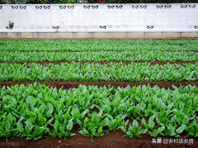 1-5月份每个月能种什么菜？南北各不同，好好把握种植时间