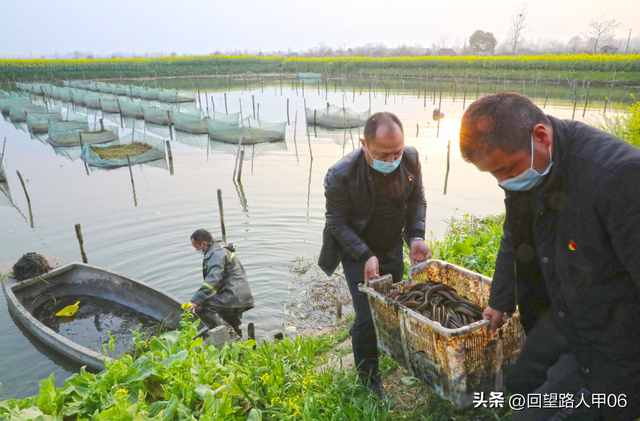 湖北仙桃黄鳝养殖面积超10万亩 产业壮大效益增加