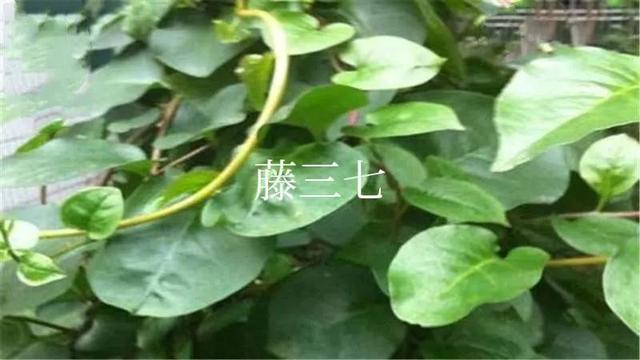 阳台上‖生命力顽强的藤三七和鱼腥草