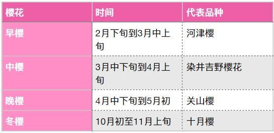 樱花一年开四回？绽放一周后赏樱最佳？“追樱”成功的秘诀都在这里了！