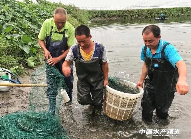 模式的升级带来了养殖效益的快速增长，值得学习