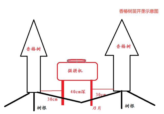 知识篇：“一年之计在于夏”夏季香椿开垄、合垄、修剪、壮苗讲解