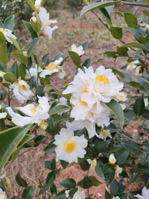 广东油茶种植基地(广东百万亩油茶花开正艳，漫山繁花似锦兆丰年)