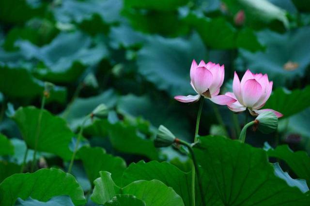 夏天养“莲花”应该这样养，做好“这几步”，莲花开满一个水缸