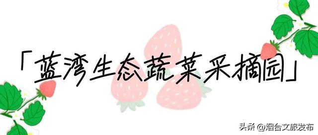 喜上“莓”梢！烟台今年超火的「草莓采摘地」推荐！