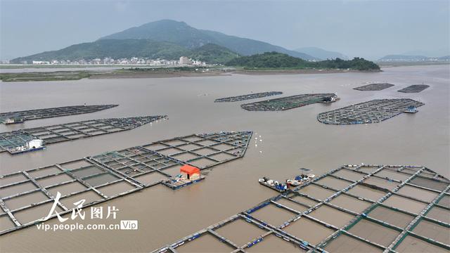 浙江温岭：海上养殖 强村富民