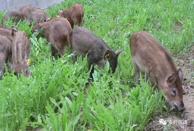 野猪祸害庄稼却被保护农民想不通，专家提出的办法都不可行