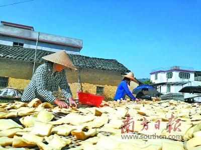 “小麻竹”撬动“大产业”