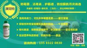 寿光种鸭养殖招聘(2019年8月11日鸭苗、毛鸭行情早报与趋势分析苗价继续涨)