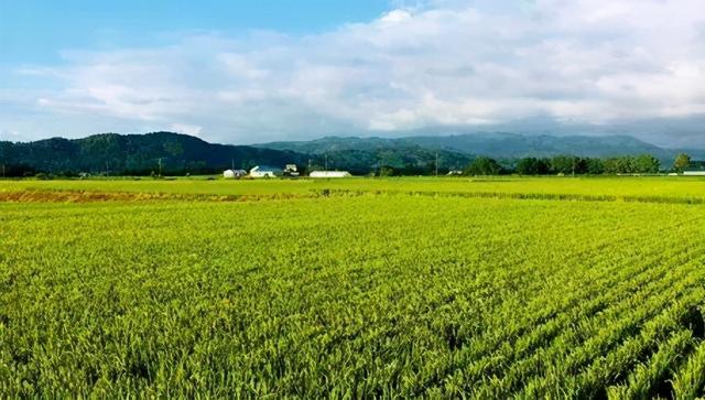 探秘亚洲水稻家族一员：日本水稻的概况