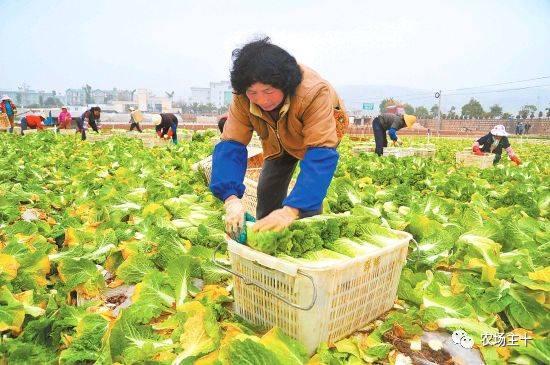 办合作社和办家庭农场到底哪个好？附申报流程及标准