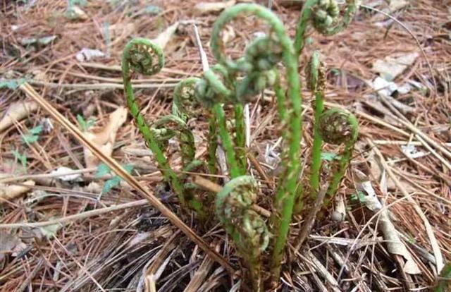 东北山野菜