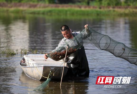 一只龙虾三本账，看南县如何升级“鱼米之乡”丨“虾”学三篇③