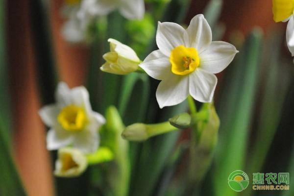 水仙花夏天怎么养？水仙花有几种养殖方式？