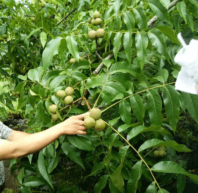 核桃栽培管理实践与技术如何进行，了解一下，涨知识