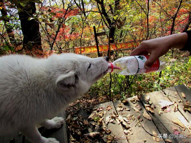 本溪铁刹山偶遇一只小白狐狸一点不怕人咬住我的相机不放