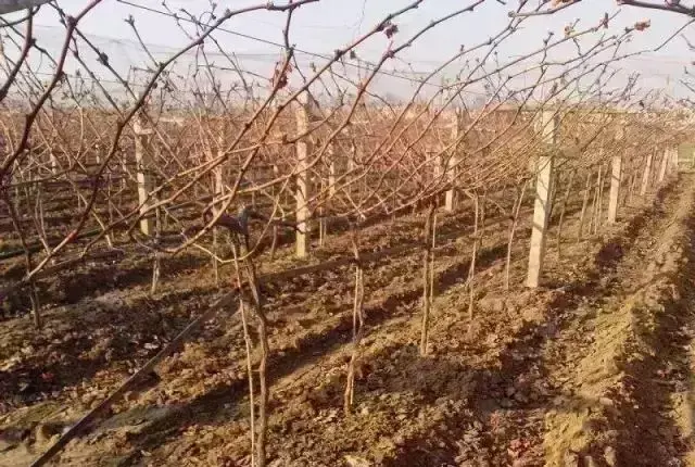 葡萄管理三个阶段很关键，各个阶段种植户如何施肥和防治病虫害？