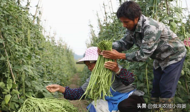 春季豆角怎样种植产量高？学会这些种植技巧，一茬一茬摘不完