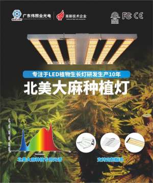 led灯源种植(今天聊一聊LED工业大麻种植灯—给LED植物生长灯带来的机遇)