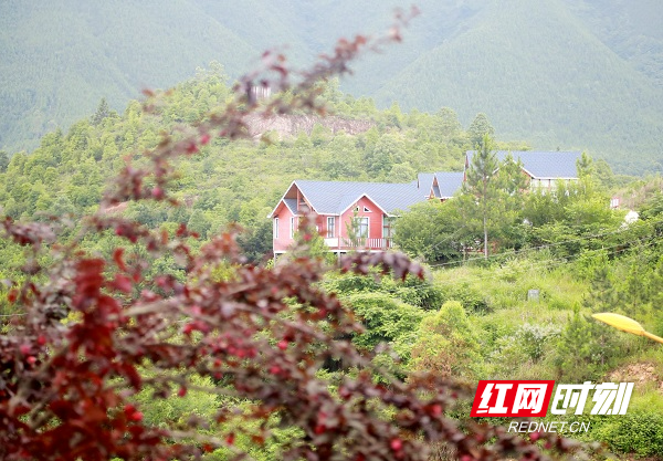 湖南新田：别样风情紫叶李 春花夏果都美丽