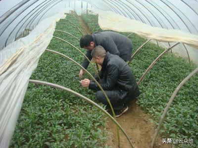 早辣椒避雨栽培的几项关键技术，可促进早熟，减少病虫害