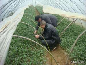 杭椒的种植方法(早辣椒避雨栽培的几项关键技术，可促进早熟，减少病虫害)