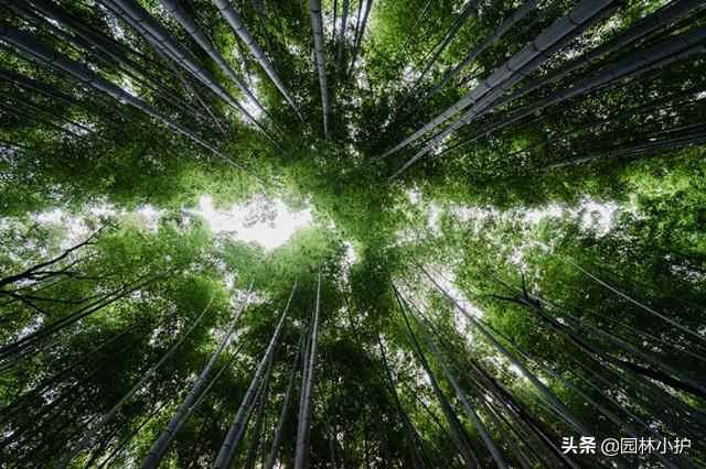 庭院竹子种植有门道，你还不知道？