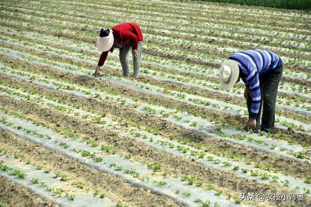 春季种植花生时，有哪些播种细节要重点注意？重点注意4个方面