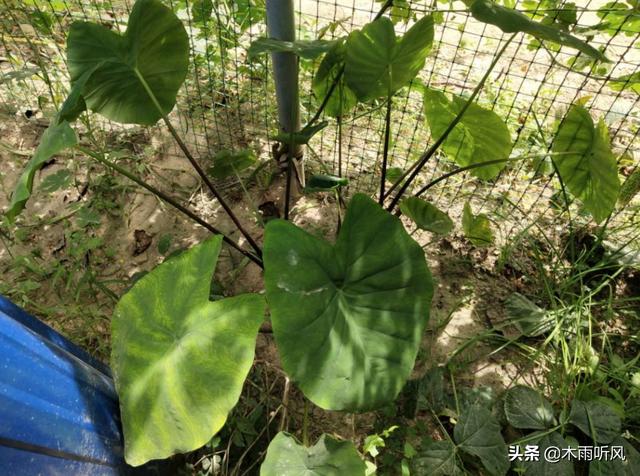 种植芋头，如何施肥？需要注意什么？