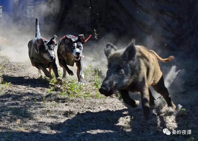 野猪祸害庄稼却被保护农民想不通，专家提出的办法都不可行