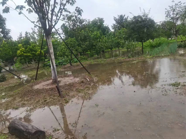 河流倒灌、持续泡水、内涝严重 北京苗圃遭遇“史上最强”暴雨