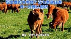 最新的肉牛养殖技术(想发展肉牛养殖)