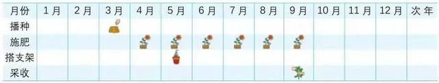 阳台上种葡萄并不难，踏踏实实完成九个步骤定能顺利挂果