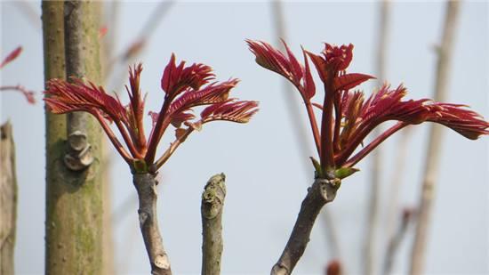 知识篇：“一年之计在于夏”夏季香椿开垄、合垄、修剪、壮苗讲解