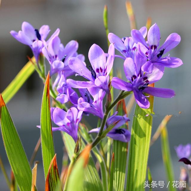 狒狒花，漂亮却小众的球根花，好养易种，秋植正合适！