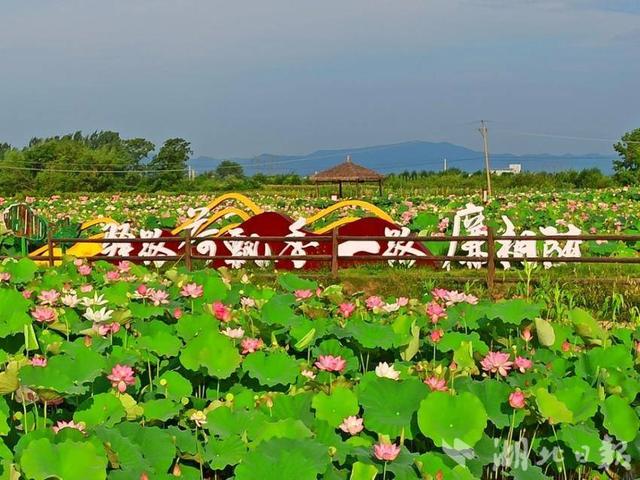 京山市荷花堰村：百亩荷花盛开 四方游客涌来