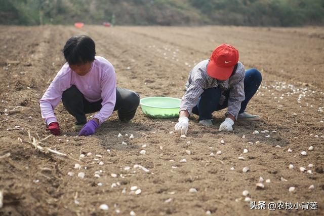 秋播大蒜有哪些种植管理技巧？从播种到越冬前抓好这7点就够了