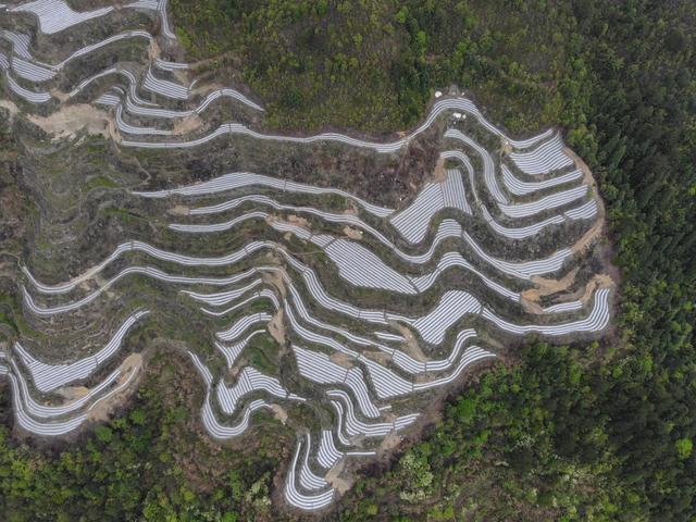 大地乡种植工业辣椒拓宽致富新渠道