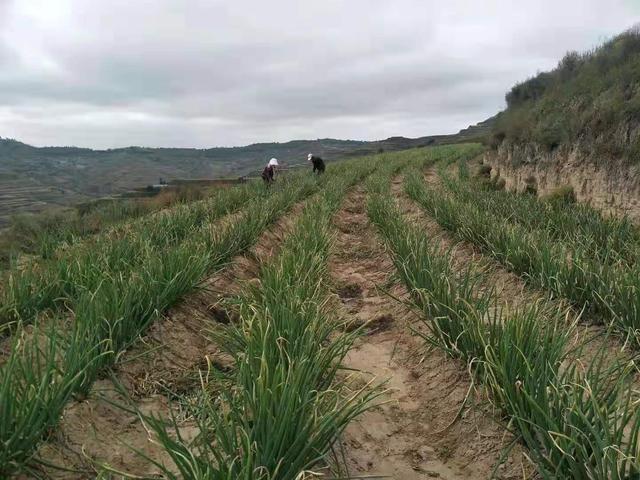 会宁翟所的红葱真不赖 今年咱们就吃本地红葱