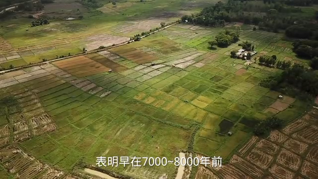 最早种植水稻的国家一-中国