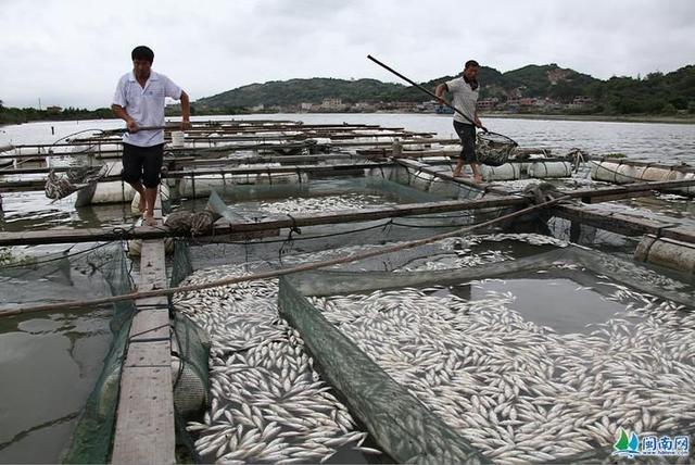 淡水鲈鱼工厂化循环水养殖分析