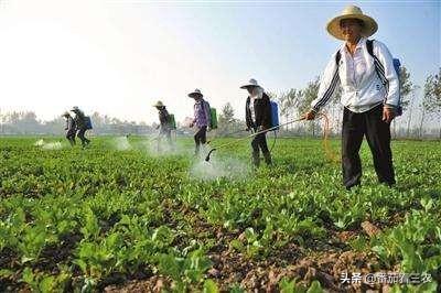 因疫情而大火的板蓝根，掌握九个种植细节，可助药农丰产高收益